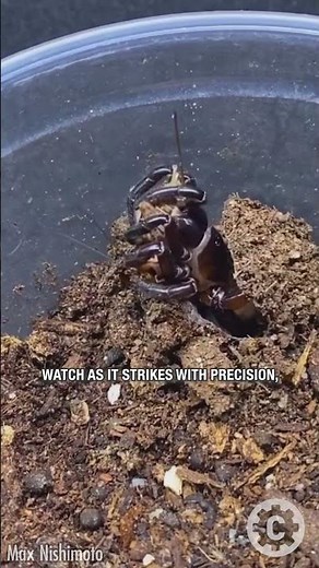 Trapdoor Ravine Spider: Nature’s Ambush Expert - Lightning-Fast ⚡🕷️