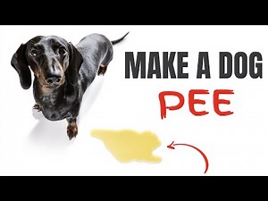 Sound To Make A Dog Pee Instantly