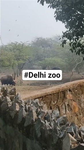 delhi zoo | animal lover❤| jungle book 😍 | world best | tiger, lion, wolf, crocodiles🐊, many more 🥰|