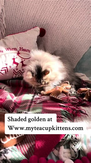 teacuppersiankittens on TikTok