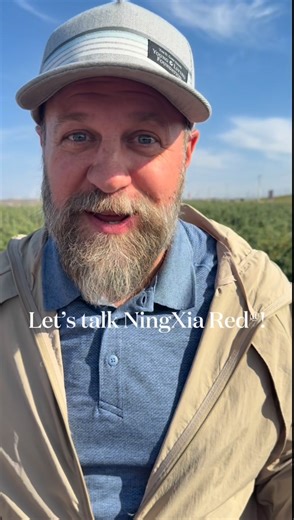 From the fields of Ningxia to your hands — each sachet of NingXia Red® is filled with nutrient-rich wolfberries known for their incredible vitality. It all starts with the berry. | Young Living USA