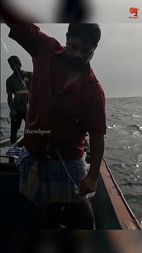 Deep Sea Fishing Videos #fishing #fishingvideo #fishingtime