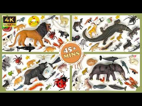 Amazing Animals Kids LOVE!🌍 Lion, Elephant, Forest and Jungle Animal Facts