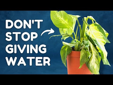 The Secret to Saving Your Overwatered Plant
