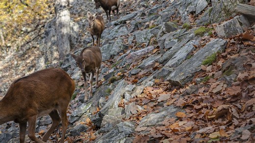 A trail camera watched this rocky path for 2 weeks - here’s what appeared