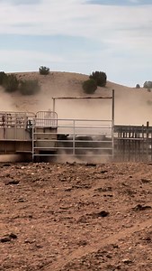 4.8K reactions · 216 shares | Fall works are in full swing, dust in the air, cattle in the pens, and calves weaned to keep our cows strong heading into winter. Ranch life doesn’t slow down. #K4Ranches #k4cattle #angusbeef #cattleranch | K4 Ranches | Facebook