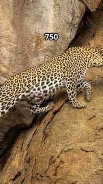 Iran's last 1,000 Leopards #PersianLeopard #iran #facts#Conservation #Wildlife #CameraTraps #BigCats