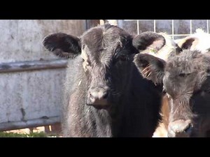 EOSC Stocker Ranch Management