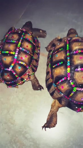 #fyp #brillo #moana #tortuga #viralvideo @Argentina2020*