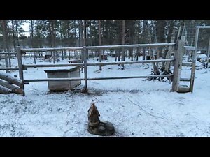 Alaskan & Siberian Huskies howling in the Arctic Wilderness