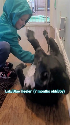 Lab/Blue Heeler Mix (7mo/Male) #dogshorts #animallovers #dog #blueheeler #dogphotography #shorts