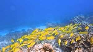 Schools Yellow Fish Occupy Underwater Terrain Stock Footage Video (100% Royalty-free) 3783110393 | Shutterstock
