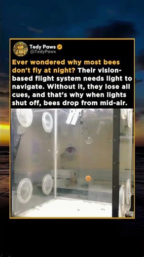 Ever wondered why most bees don't fly at night?