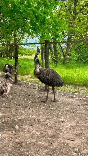 Emu jump #emu #emus