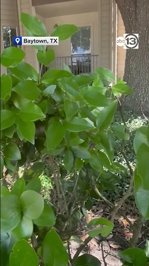 Woman reports being spied on by alleged peeping tom while changing her clothes