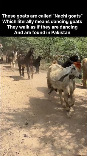 Pakistan special Goats breed “Nachi Goats”. More info in description