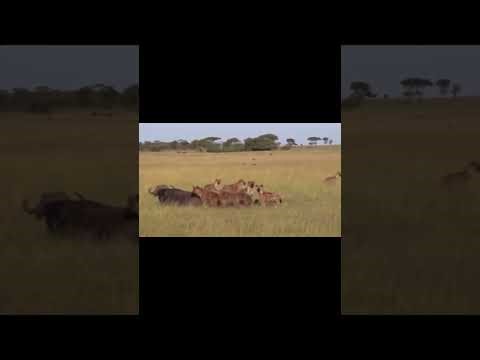 Buffalo vs Hyena: Nature's Most Brutal Battle