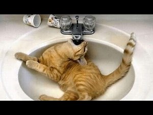 Animaux RIGOLOS chats et chiens drôles , Betisier , Humour et Amour 🤣