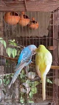 Yellow Budgie Male Adoring Blue Female