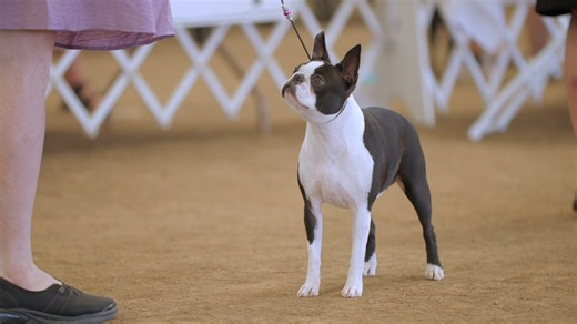 11K views · 147 reactions | Boston Terriers are compact,...