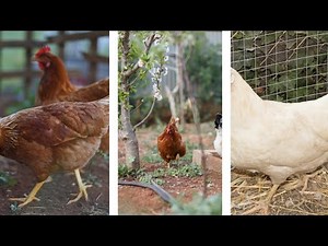 Building a Backyard Chicken Coop - Tips & Tricks for Successful Chicken Farming