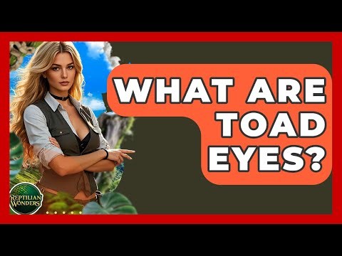 What Are Toad Eyes? - Reptilian Wonders