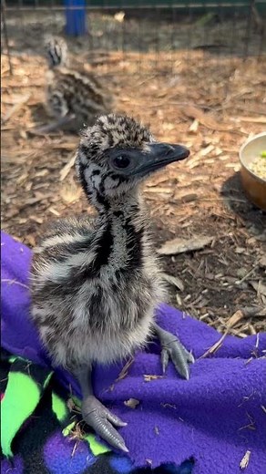 2 day old baby emu! #incubatingemu #newlyhatched #emu