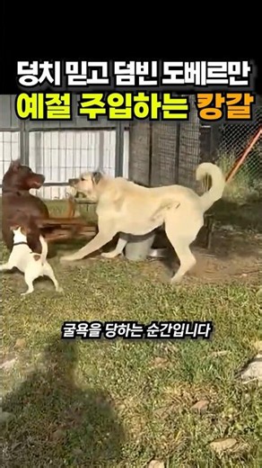 Doberman tries to flex its size, Kangal teaches it some manners 😭😭