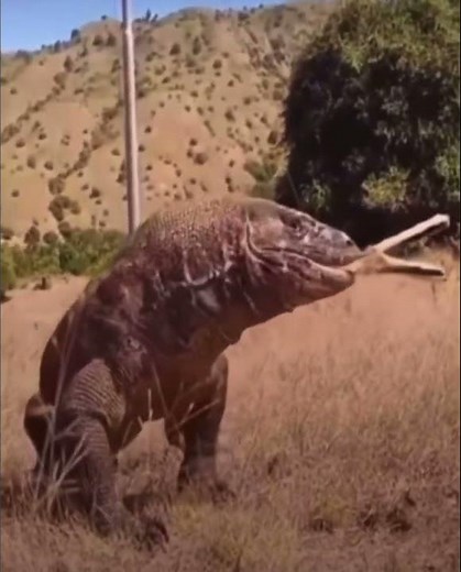 Komodo dragon eats whole deer