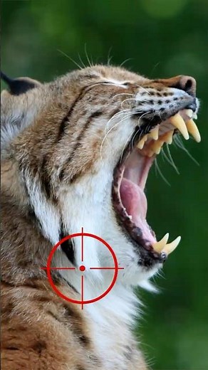 WILD BOBCAT STALKING ME 🎯