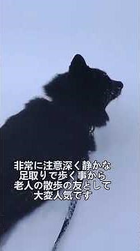 ペットにしたい犬の紹介 #スキッパーキ #図鑑 #dog #犬のいる暮らし #犬好きさんと繋がりたい