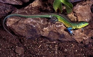 Rainbow whiptail - Alchetron, The Free Social Encyclopedia