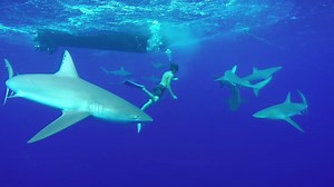 9.2K views · 54 reactions | Creature swims with the sharks tonight on KING OF THE ROAD at a new time, 9pm. | VICE TV | Facebook