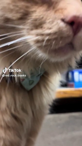 Better luck next time! #booktok #bookstorecat #indiebookstore #oliver #redrockbooks #ridgecrestcalifornia #shoplocal #independentbookshop #cataoftiktok #bookstorecats #catsoftiktok #indiebooktok