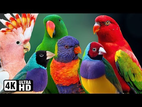 Most Beautiful Birds in Australia 🌿 Colourful Birds 🌿 Relaxing Nature Sounds 🌿 Australian Wildlife 🦜