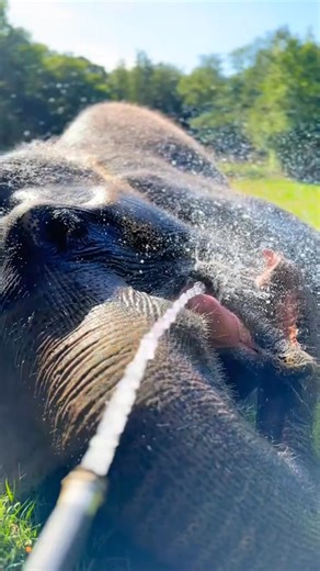 7.6K views · 471 reactions | #elephant #animal #animallover #animallover #mybestfriendisanelephant #elephantoasis #multispeciesherd #interspeciesfamily #saverhespecies #elephantsoftiktok #animalcare #elephanthusbandry | silk elephant44 | Facebook