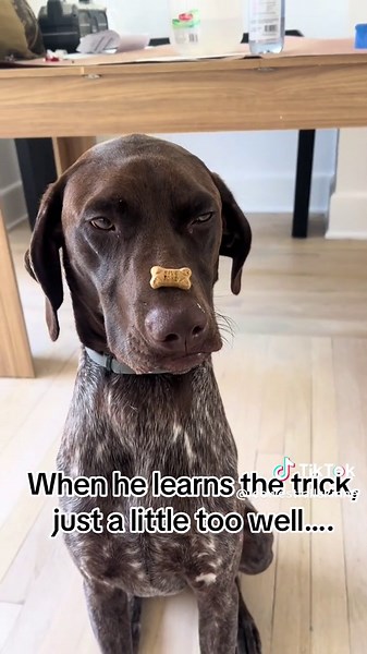 German Shorthaired Pointer Performs Amazing Tricks