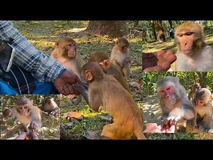 8 Minutes of real monkey Life: Daily routine & human interaction in wild forest.🌿🌳🐒🍌