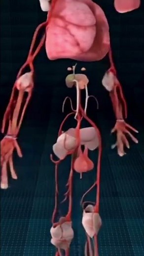 Anatomy of internal organs ♻️✨
