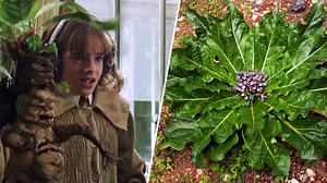 Pflegeleicht: Wie Sie die Alraune im Garten oder Topf pflanzen