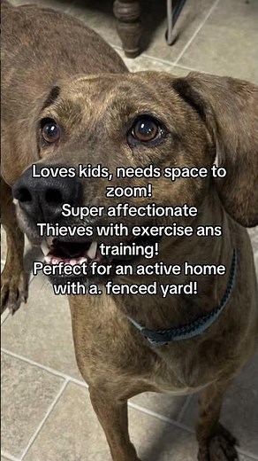 Forrest: Energetic Plott Hound in need of a home in Iowa ! #rescueisbeautiful