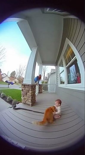 Hero Cat Chases Snake!