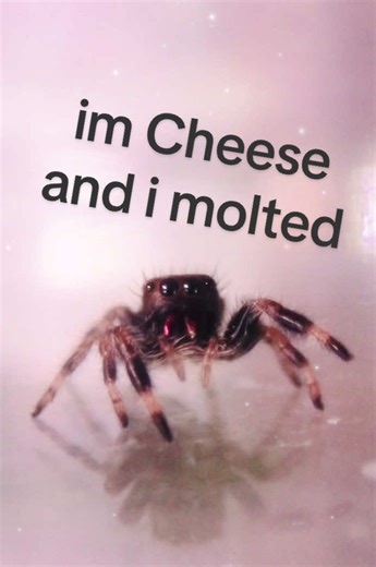 YAY CHEESE!! #spider #jumpingspider #petspider #arachnid #funnyanimal