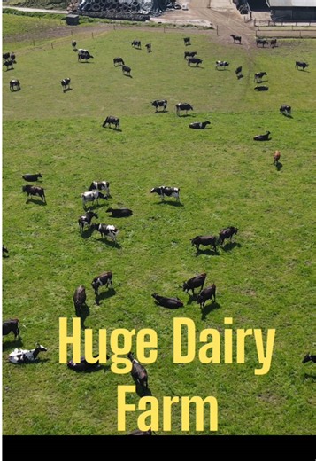 Huge, Full video on my YouTube channel now. Check it out on sheep shepherd #farm #farming #cows