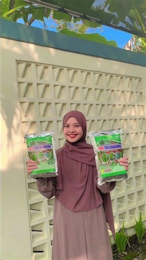 Fungicides for Fusarium Wilt, Trichoderma Harzianum, and the Danger of Root Rot in the Rainy Season