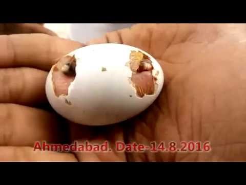 Oh My God!!! What??? Twin chicks are being hatched from one egg.. Seriously