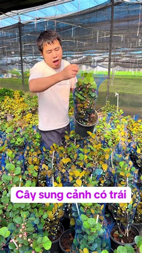 Cây Sung Cảnh: Tài Lộc Và May Mắn Cho Gia Đình