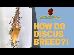 HOW DO DISCUS BREED?!