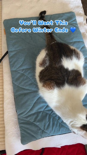 Heated Cat Bed: Keep Your Cats Cozy This Winter