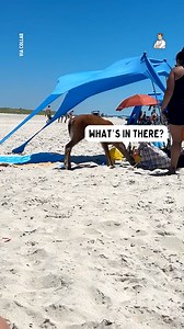 This deer is very far away from home! 🏠 | Dad Jokes